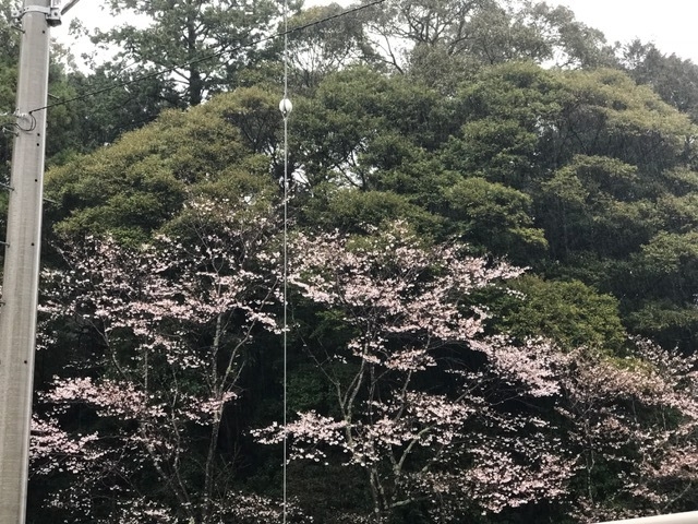 桜雨 ブログ 高知県吾川郡いの町枝川 森田農園 桜雨 ブログ 高知県吾川郡いの町枝川 森田農園
