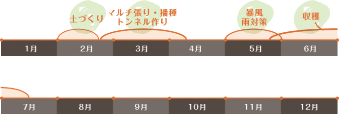 とうもろこし年間工程表