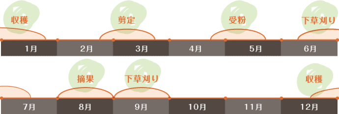 文旦の年間作業表