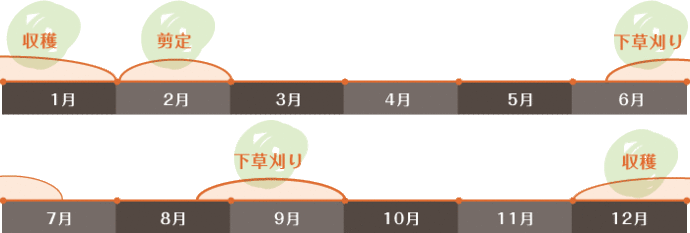 森田農園のレモンができるまで