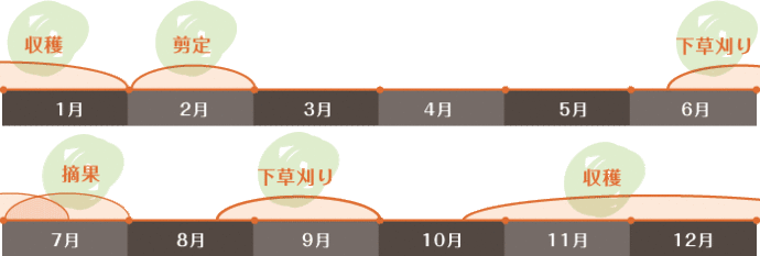 森田農園のみかんができるまで