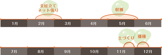 スナップエンドウの一年間の作業